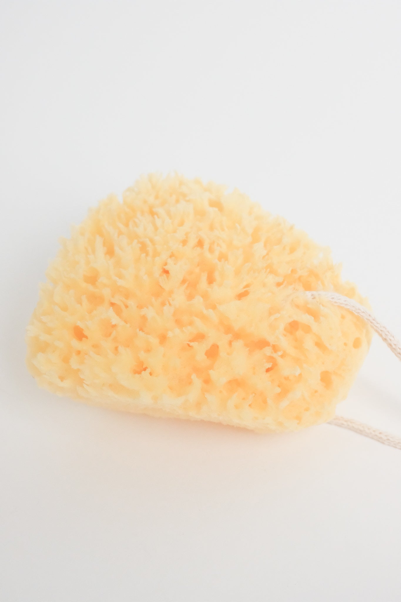 sponges s/2, soft scrub - Whisk
